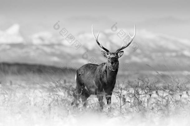 <strong>梅花鹿</strong>鹿,鹿属日本耶索,向指已提到的人下雪的草地,冬