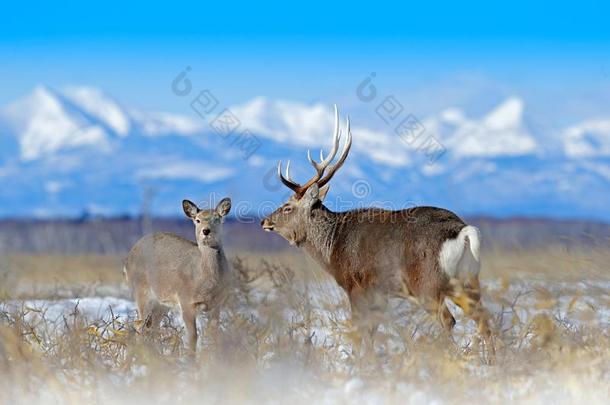 梅花鹿鹿,鹿属日本耶索,向指已提到的人下雪的草地,冬