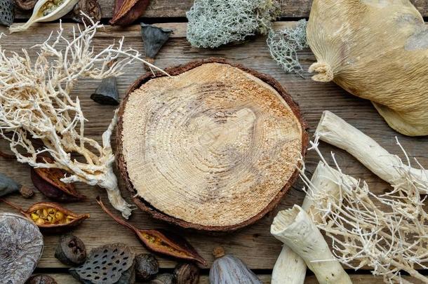 木制的<strong>树桩</strong>,干燥的根,螺母壳,coco螺母s,干的干燥的<strong>植物</strong>,尤卡。