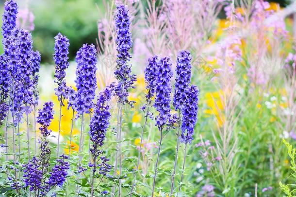 蓝色飞燕草美丽的花采用夏花园