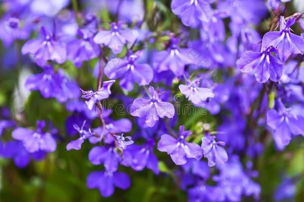 蓝色飞燕草美丽的花采用夏花园