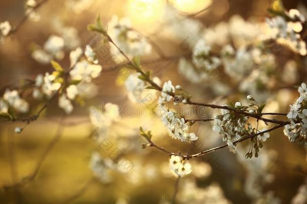 春季季节.春季樱桃花,白色的花