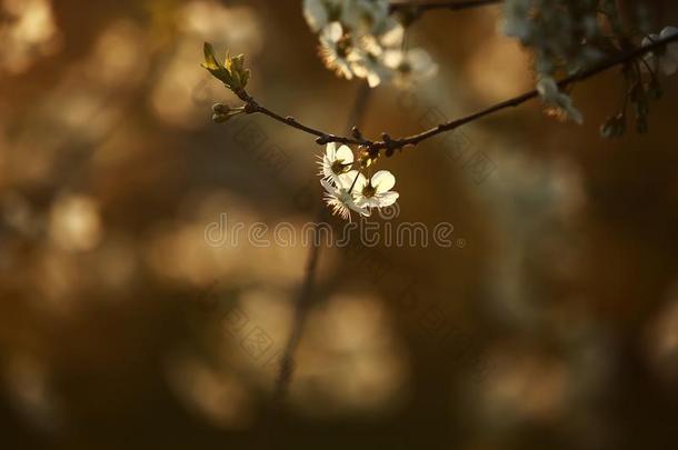 春季季节.春季樱桃花,白色的花