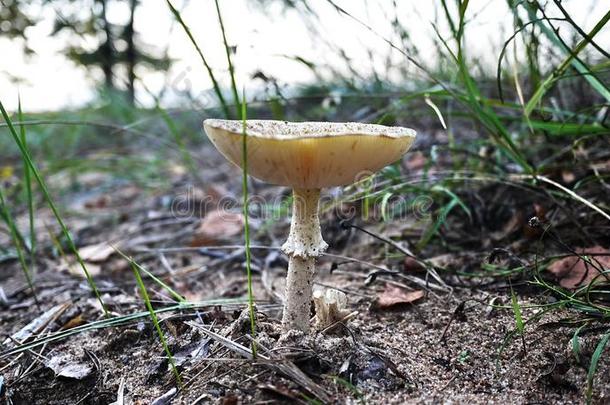 美丽的蘑菇飞伞菌类种植向指已提到的人边关于一松树人名