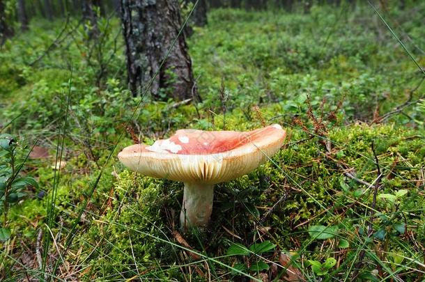 美丽的蘑菇飞伞菌类种植向指已提到的人边关于一松树人名