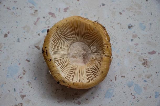 红菇属蘑菇