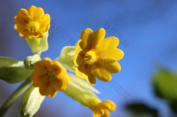 关在上面黄色的樱草属的植物维利斯花