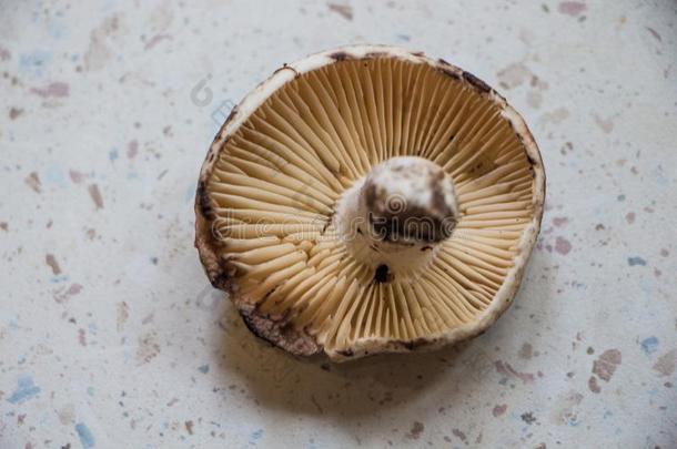 红菇属蘑菇