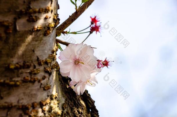 年幼的樱桃发芽生长的从树树干展映det.一些花