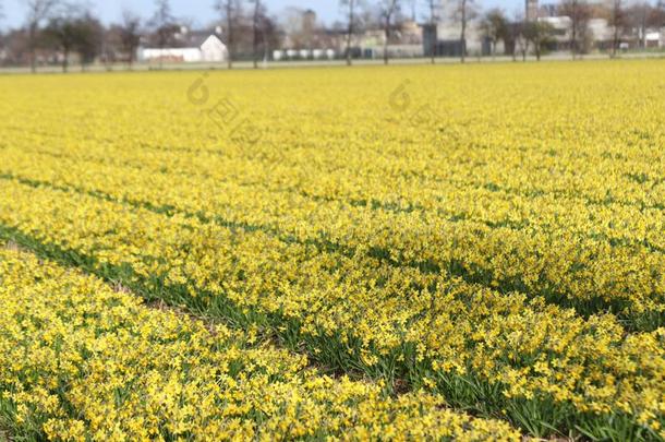 黄色的黄水仙采用行向<strong>花球</strong>田采用荷兰