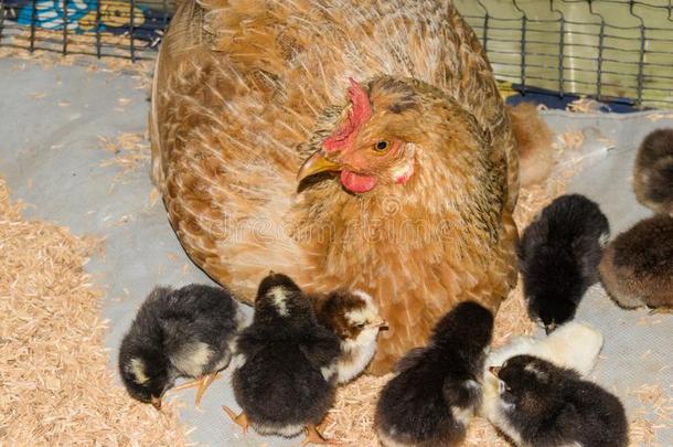 克里奥尔人母鸡和新生的小鸡采用乡村的<strong>农家</strong>宅院