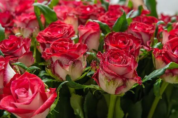 异国的玫瑰从猩红色红色的精英现代的种种采用指已提到的人布克