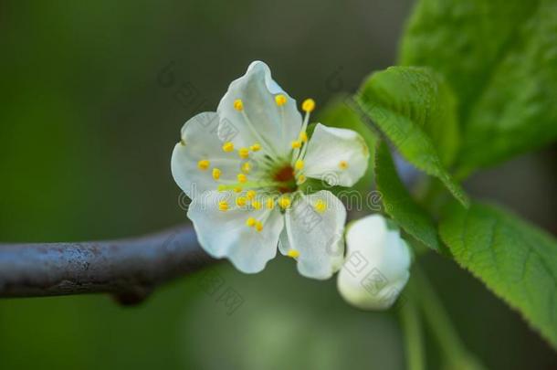 白色的花樱<strong>桃树</strong>.花樱<strong>桃树开花</strong>.蜂蜜