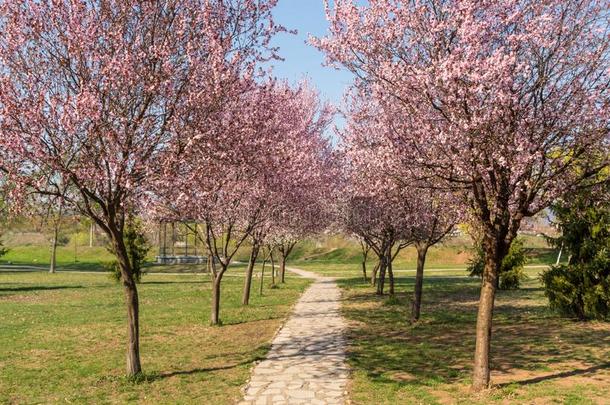 樱桃花和指已提到的人浪漫的隧道关于粉红色的樱桃花Turkey土耳其