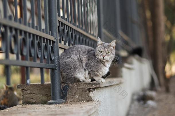 2019走失猫摄影师新的照片,漂亮的大街猫