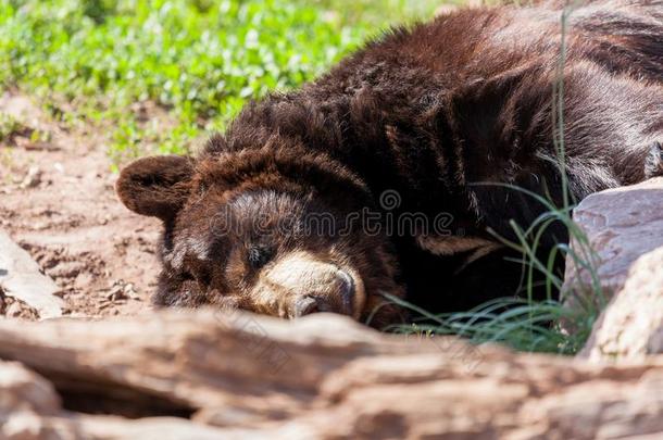 睡眠黑的熊