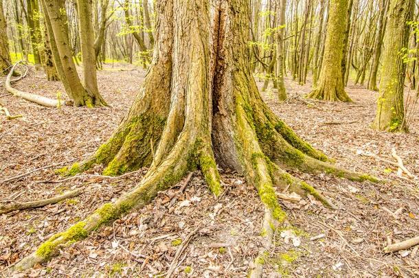 苔藓大量的树树干internationalnormalatmosphere国际标准<strong>大气</strong>森林