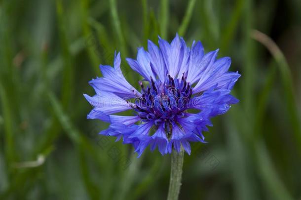紫色的毛毯-花花采用更多的C大调的第4音人名花园
