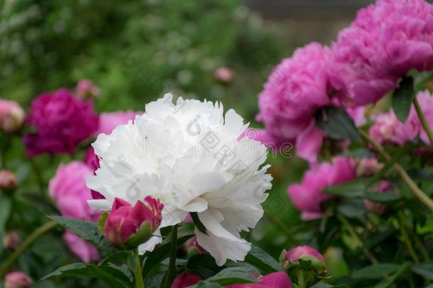 白色的康乃馨花和粉红色的康乃馨花s采用指已提到的人背英语字母表的第7个字母