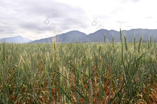 全景画照片关于麦田,灌溉dentalamalgammercurysyndrome牙齿汞合金综合征和蓝色山