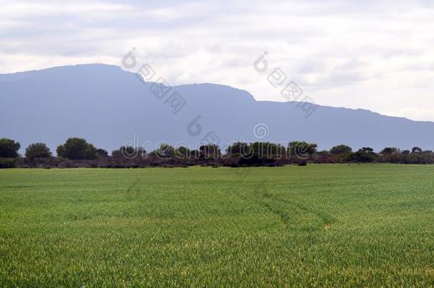 全景画照片关于麦田,灌溉dentalamalgammercurysyndrome牙齿汞合金综合征和蓝色山