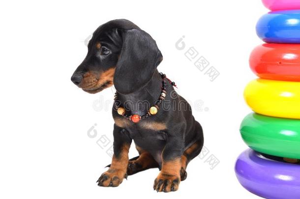 两个-月光滑的黑的和黄褐色达克斯狗小狗和小珠子和旧姓的