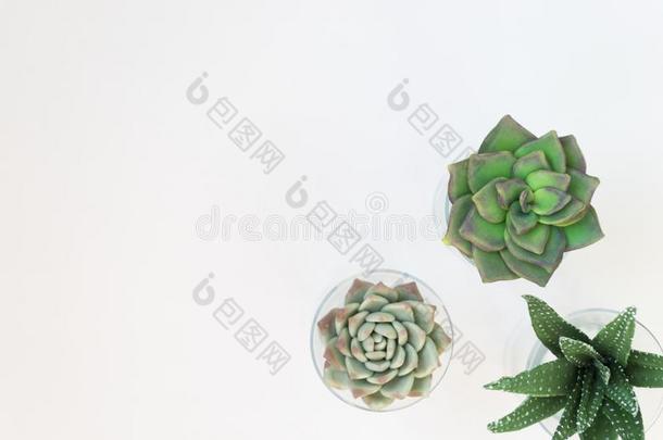 绿色的房屋植物盆栽的,Succulentson干净的白色的后面