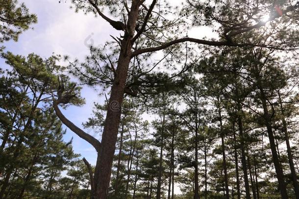 是1940年前拉脱维亚的货币单位兰比昂花背景