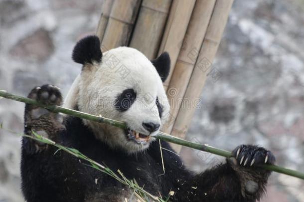 关在上面巨人熊猫,中国