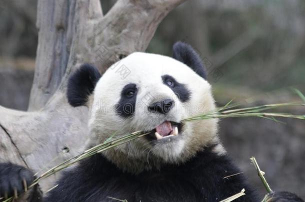 关在上面巨人熊猫,中国