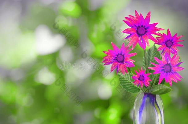 美丽的生存杂色菊属植物花束花束采用玻璃装饰瓶和空白的