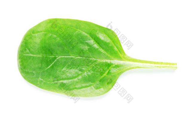 绿色的菠菜叶子向白色的背景