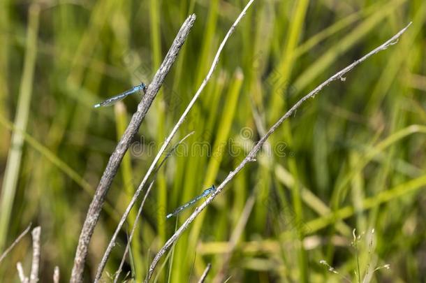 blue蓝色蜻蜓采用黄石色湖采用黄石色国家的公园