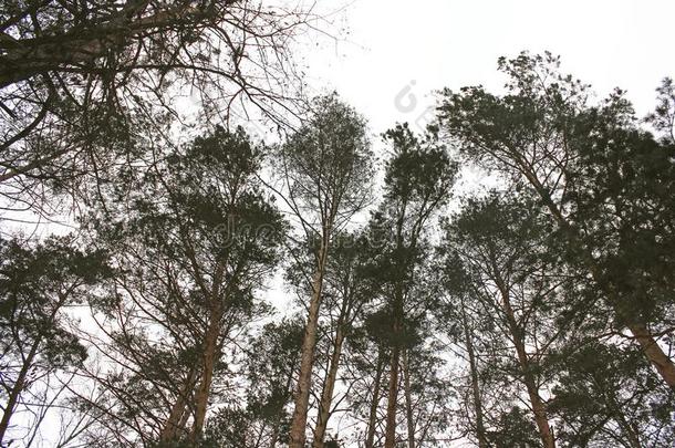 松树森林.指已提到的人最上等的关于指已提到的人松树.身材高的松树