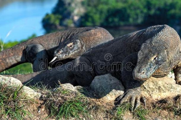科莫多龙.科学的名字:巨蜥科莫多ensis.印尼.