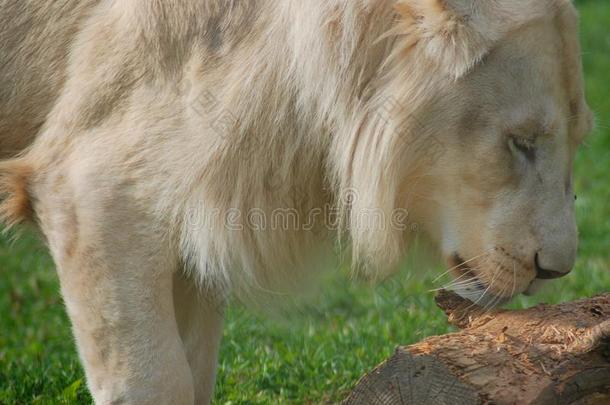 白色的狮子是（be的三单形式一r一re颜色mut一tion关于指已提到的人狮子.