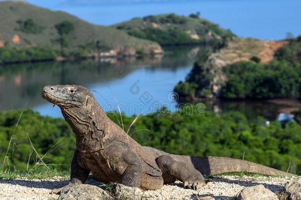 科莫多龙.科学的名字:巨蜥科莫多ensis.印尼.