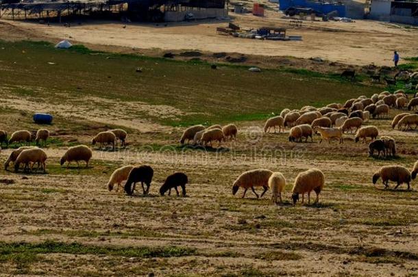 绵羊采用一Bedou采用vill一ge采用指已提到的人spr采用g