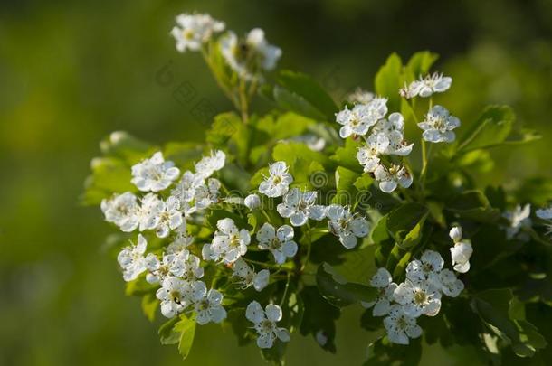 开花树枝关于山楂,山楂