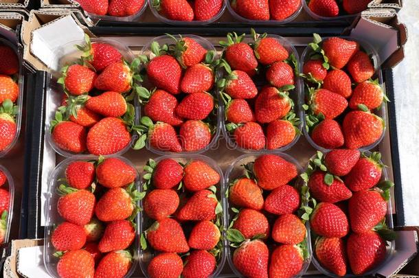 小的罐头关于草莓为卖在指已提到的人蔬菜水果商商店