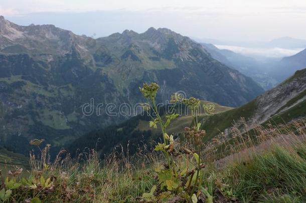 田园诗般的夏风景和徒步旅行跟踪采用指已提到的人alkali-treatedlipopolysaccharide碱处理的脂多糖和喜