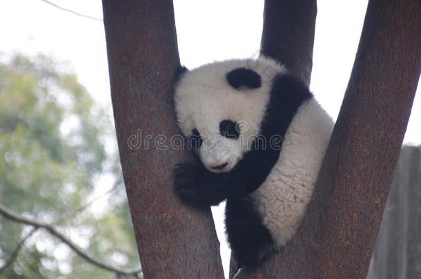 小的婴儿熊猫立方体成都熊猫生育中心,中国