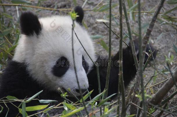 有趣的使摆姿势关于闹着玩的熊<strong>猫</strong>,卧龙,中国