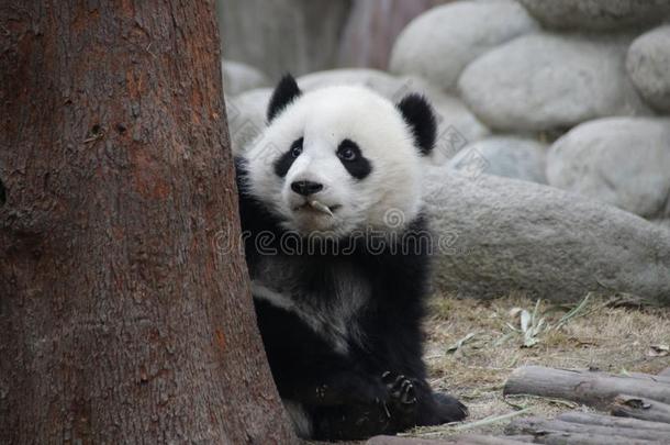 有趣的使摆姿势关于闹着玩的熊猫,成都,中国