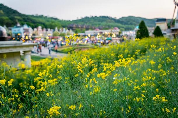 黄色的花和娱乐公园采用背景.