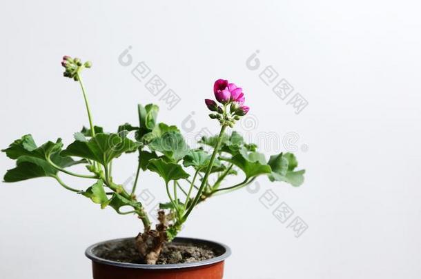 室内植物天竺葵和粉红色的芽采用一棕色的罐