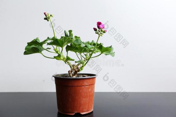 室内植物天竺葵和粉红色的芽采用一棕色的罐