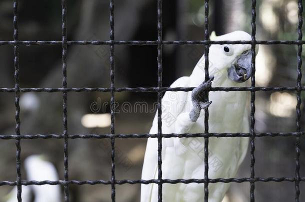 白色的美冠鹦鹉鸟