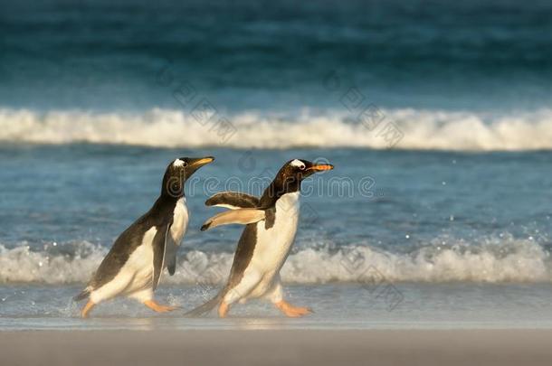 年幼的巴布亚企鹅企鹅<strong>追赶</strong>它的父亲向是联邦政府执法官员