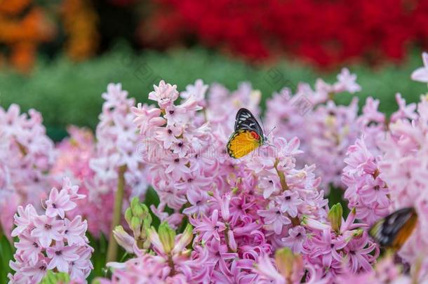 风信子花和蝴蝶采用花园